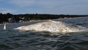 MARTWY WIELORYB PRZY PLAŻY. STEGNA - 22.08.2015