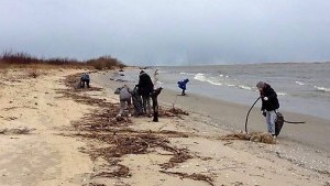 Mikoszewo. Posprzątali Mewią Łachę - 29.03.2016