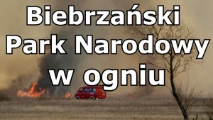 Kompania Gaśnicza z województwa pomorskiego wyruszyła na ratunek do Biebrzańskiego Parku Narodowego.