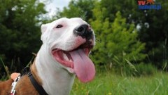 Adopcja zmienia życie! (nie tylko psa, czy kota)