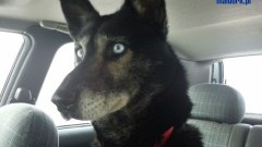 Błękitnooki w typie husky, łagodny pies znaleziony, szuka domu. Pilne.