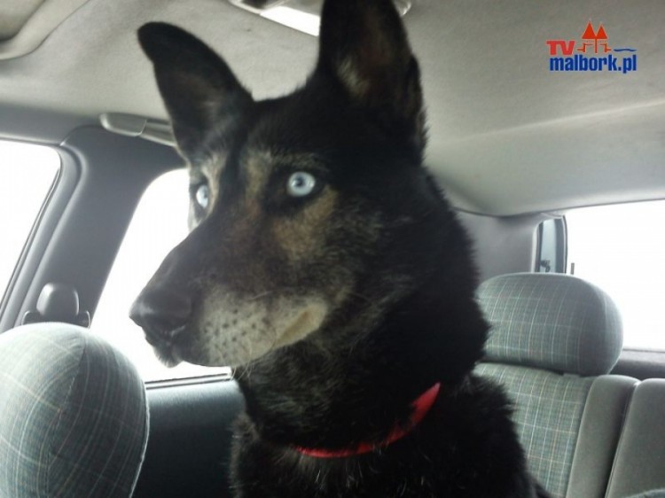 Błękitnooki w typie husky, łagodny pies znaleziony, szuka domu. Pilne.