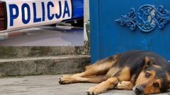 DZIERZGOŃ: 58-LATEK ZABIŁ PSA I WRZUCIŁ GO DO ROWU - 11.02.2014