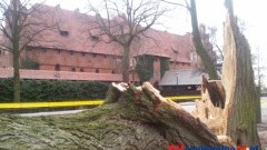 WICHURA POWALIŁA DRZEWO POD ZAMKIEM W MALBORKU – 17.03.2014