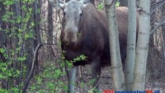 ŁOŚ CZY ŁOSIÓWNA? NA SKRAJU W WARSZAWIE ZJEŚĆ NIE DA SIĘ SPOKOJNIE - 30.03.2014