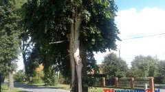UWAGA NA PIORUNY! SKUTKI UDERZENIA W DRZEWO PODCZAS BURZY W GOŚCISZEWIE – 09.06.2014