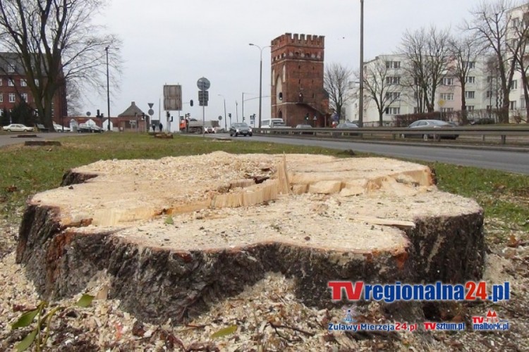 WYCINKA DRZEW W MALBORKU ZAKOŃCZONA. DATA ROZPOCZĘCIA BUDOWY MOSTU WCIĄŻ&#8230;