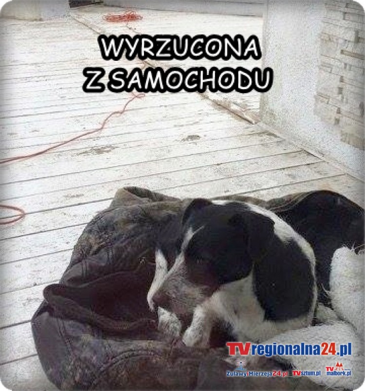 STOWARZYSZENIE REKS POSZUKUJE WŁAŚCICIELA SUNI WYRZUCONEJ Z SAMOCHODU&#8230;