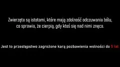 Gmina Stegna. Skrajnie zaniedbany i umierający pies na jednej z posesji&#8230;