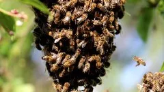 Kilkanaście interwencji związanych z pszczołami i osami – tygodniowy&#8230;