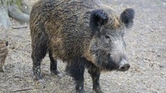 Powiat sztumski. Zderzenie osobówki z dzikiem w Koślince – policja apeluje o ostrożność.