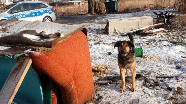 Nowy Dwór Gdański. Policjanci apelują – zimą zadbajmy o psy podwórkowe.