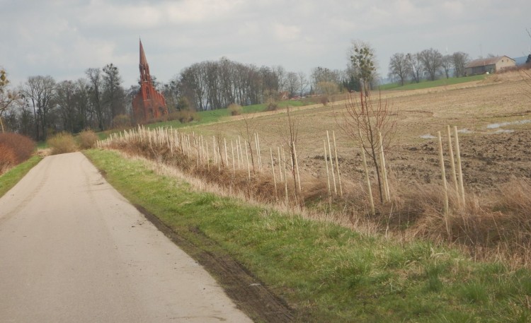 Posadzą 200. drzew miododajnych – ruszył nowy projekt w Powiecie Sztumskim.