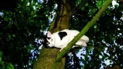 Kot na drzewie i kolizja drogowa – tygodniowy raport malborskich służb&#8230;