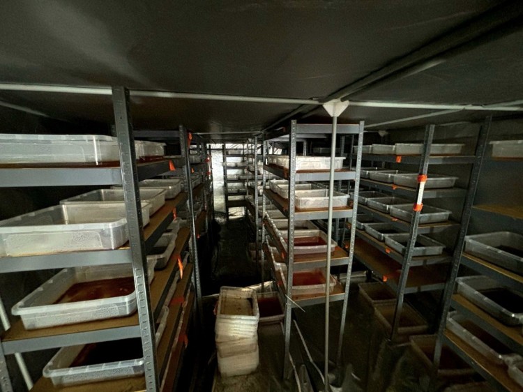 6 milionów złotych, blisko 200 kg zabezpieczonych substancji, zlikwidowane…