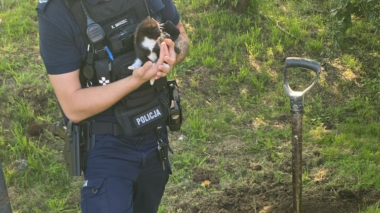 Powiat nowodworski. Kobieta zakopała żywcem małego kota – grozi jej do 5 lat więzienia.