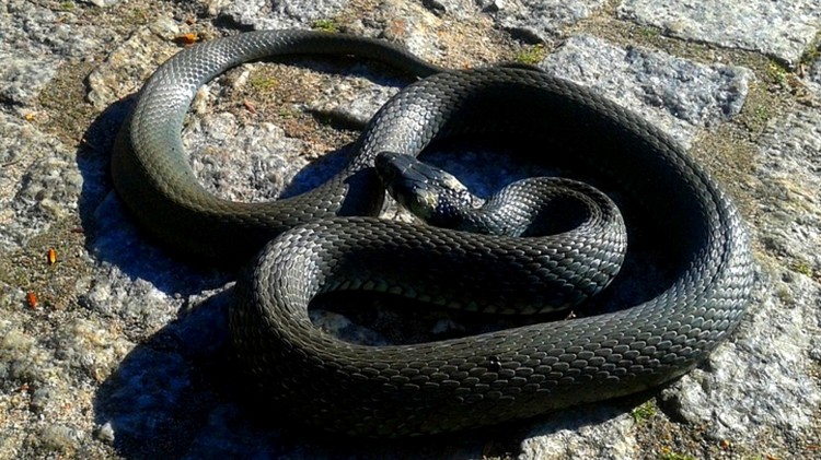 Zaskroniec w szkole, połamane konary drzew i wypadek w Koślince – raport sztumskich służb mundurowych.