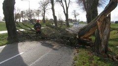 Cyklon Grzegorz w powiecie Malborskim. Silny wiatr wyrywał drzewa z korzeniami.&#8230;