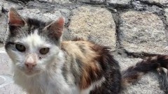 Citek poszukuje kochającego domu. Malborskie Stowarzyszenie Przyjaciół Zwierząt "Reks" prosi o pomoc dla kotka.