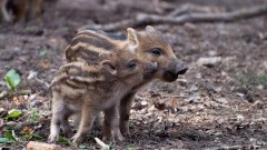 Zwalczanie ASF w powiecie nowodworskim. Bariera z repelentów odstraszających&#8230;