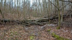 Przygotowania do sezonu w lasach Nadleśnictwa Elbląg.