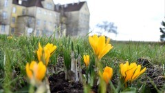 Malbork. Zakwitły krokusy upamiętniające najmłodsze ofiary Holokaustu.