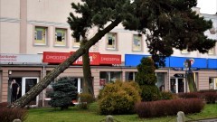 Nowy Dwór Gdański. Powstanie stelaż ochronny dla sosny czarnej.