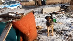 Nowy Dwór Gdański. Policjanci apelują - mróz jest śmiertelnym zagrożeniem również dla zwierząt.