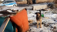 Nowy Dwór Gdański. Policjanci apelują - psy pozostawione na mrozie  zamarzają.