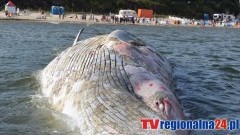 CIAŁO WIELORYBA I ZAMKNIĘTA PLAŻA W HELU. JEST JUŻ DECYZJA SANEPIDU W TEJ SPRAWIE - 27.08.2015