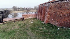 Zmęczony łabędź odpoczywał  nieopodal murów obronnych przy Starym Mieście. Został schwytany przez malborską straż miejską - 05.04.2016