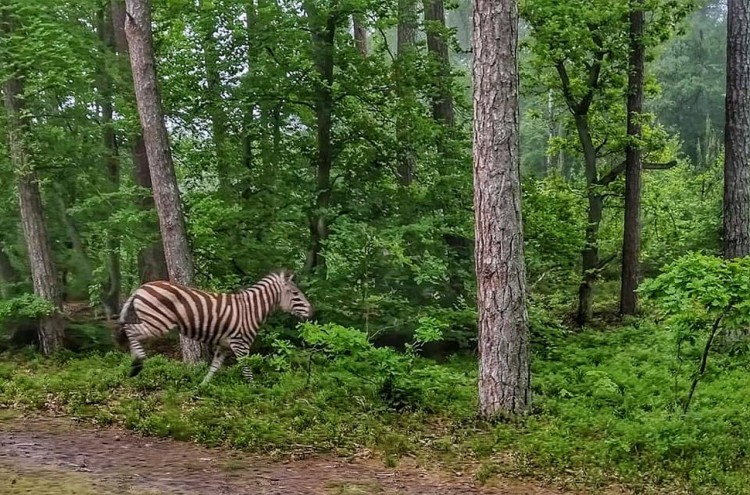 Mierzeja Wiślana. Spotkanie z zebrą w lesie.