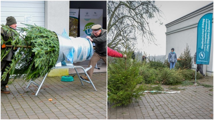 Nadleśnictwo Elbląg. Kupuj świąteczne drzewka z legalnej plantacji&#8230;