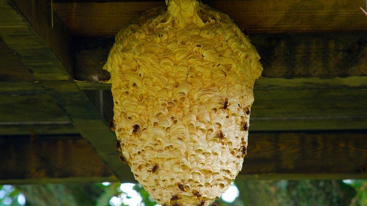 Kokony owadów i nocne poszukiwania samobójcy – raport sztumskich służb mundurowych.