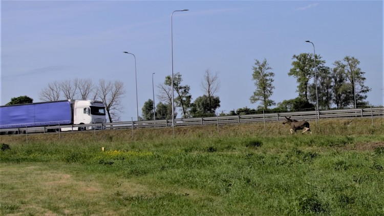 Nowy Dwór Gdański. Samica łosia zginęła pod kołami ciężarówki, a przerażony młody łoś biegał wzdłuż S7.