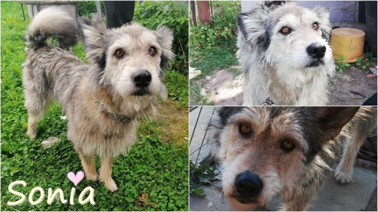 REKS. Sonia czeka na nowy dom. Może ty go jej podarujesz?