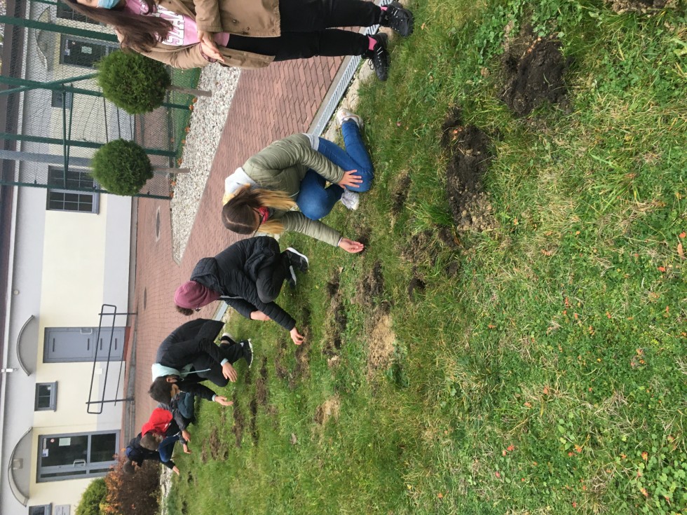 Malbork. Zakwitły krokusy upamiętniające najmłodsze ofiary Holokaustu.