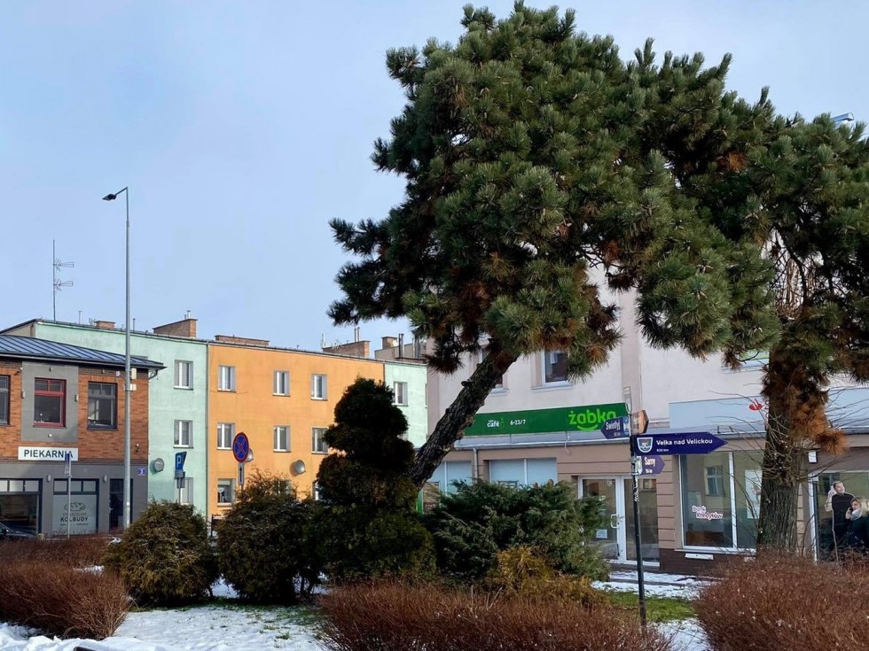 Nowy Dwór Gdański. Powstanie stelaż ochronny dla sosny czarnej.