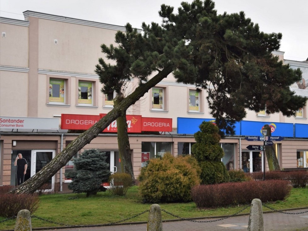 Nowy Dwór Gdański. Powstanie stelaż ochronny dla sosny czarnej.