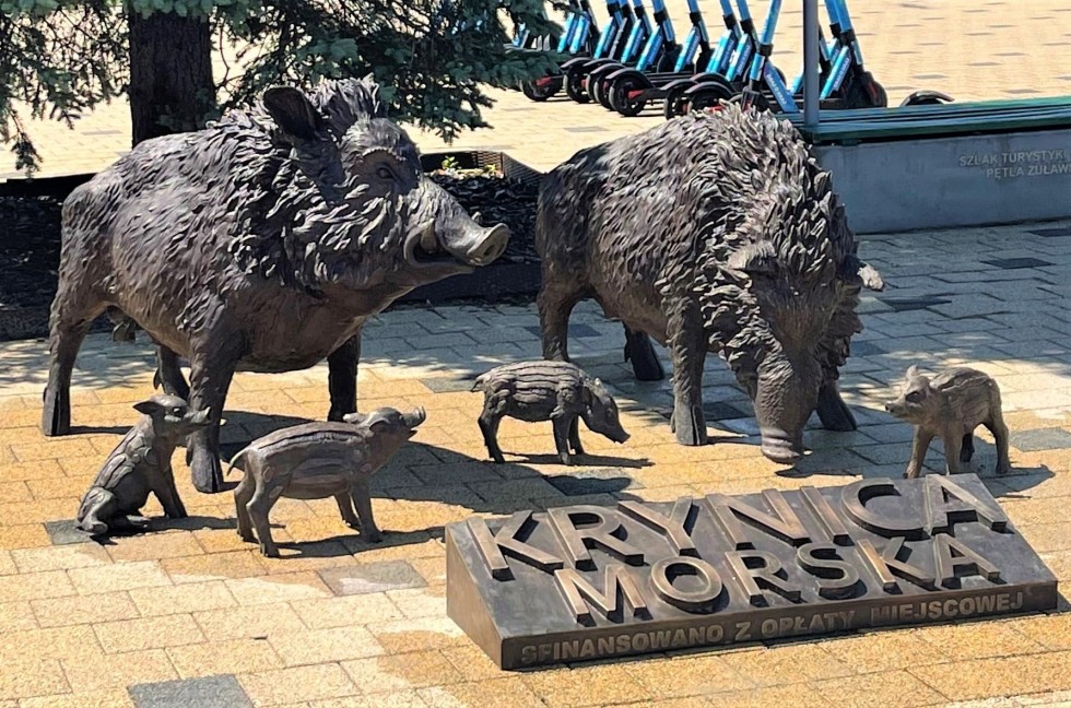 Krynica Morska. Zaprzyjaźnij się z rodziną dzików z centrum miasta.