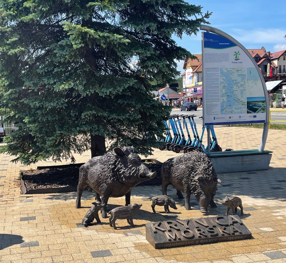 Krynica Morska. Zaprzyjaźnij się z rodziną dzików z centrum miasta.