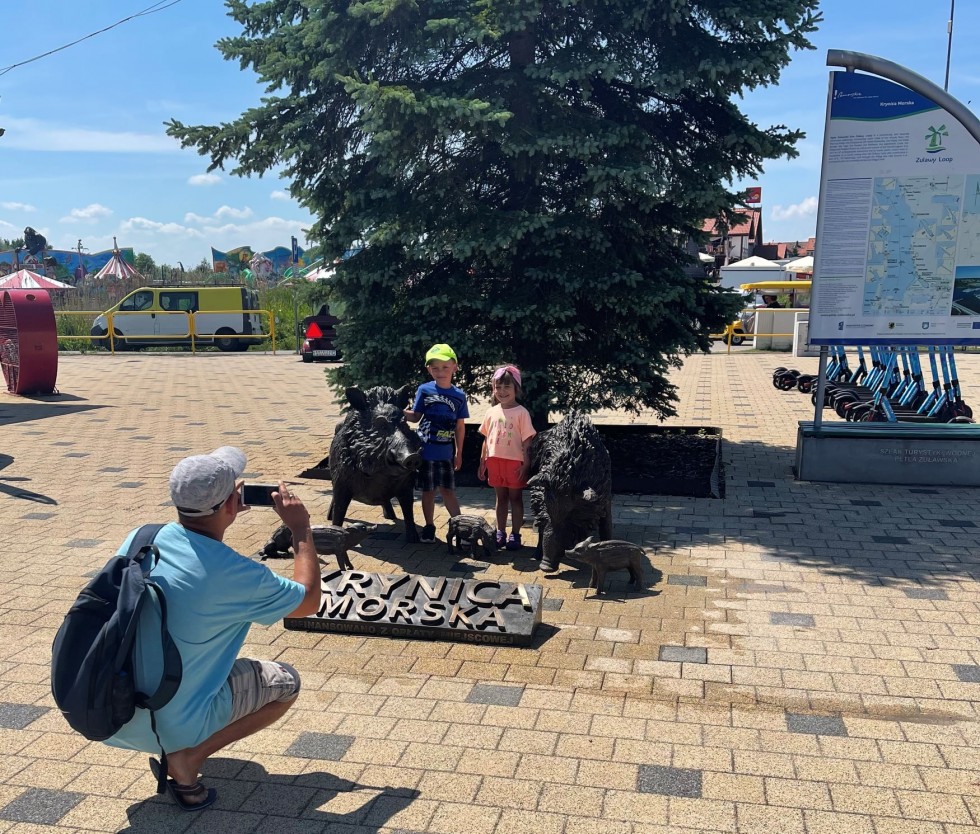 Krynica Morska. Zaprzyjaźnij się z rodziną dzików z centrum miasta.