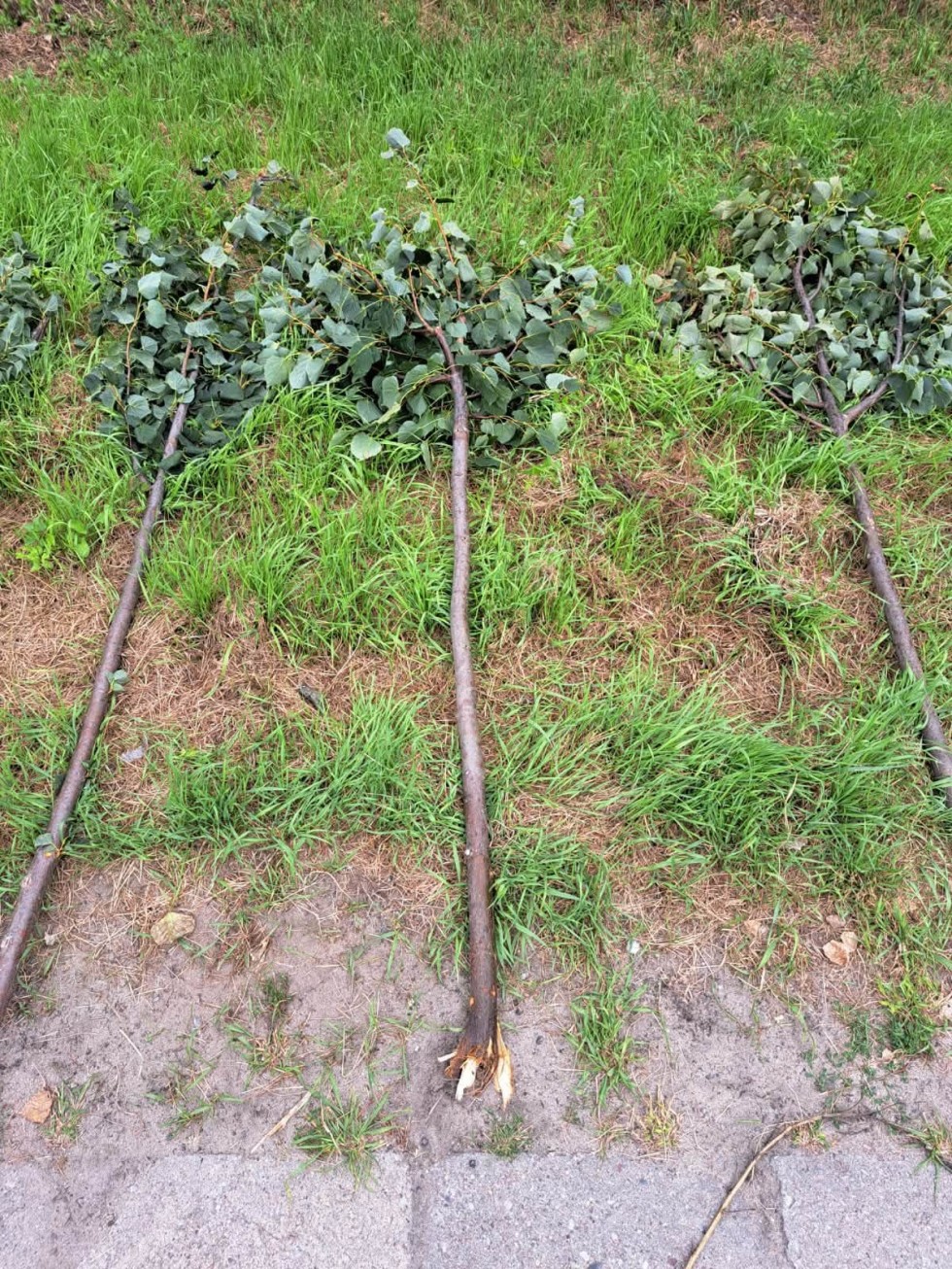 Wandale zniszczyli młode lipy w Malborku. Siedem drzew zostało złamanych